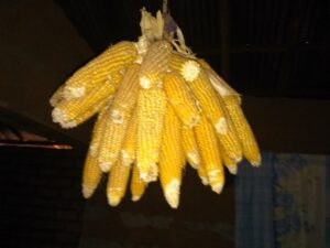 Des semences de maïs local suspendues dans un village africain, prêtes à être plantées plus tard.