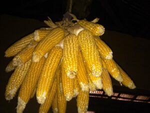 Épis de maïs suspendus, prêts à être plantés lors de la saison des pluies en Afrique.