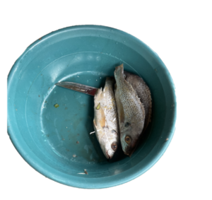 Un bol rempli de poissons variés frais, prêt à être préparé ou dégusté.