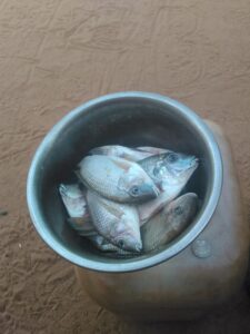 Un bol débordant de poissons frais, illustrant la richesse des ressources aquatiques en Afrique.