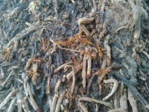 Un groupe de fourmis rouges en mouvement sur le sol, illustrant leur organisation sociale et leur comportement collaboratif.