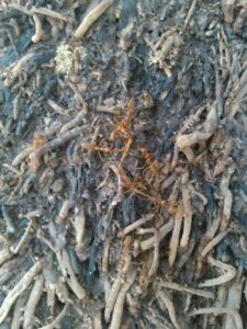 Un groupe de fourmis rouges en pleine activité, symbolisant l'ingéniosité et la coopération au sein des colonies de fourmis africainesUne colonie de fourmis rouges se déplaçant rapidement sur le sol, illustrant leur comportement social et leur organisation.