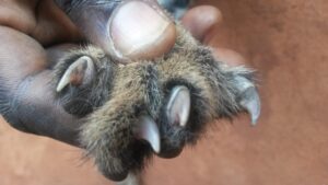 Des griffes de félins exposées, mettant en avant les caractéristiques uniques de ces animaux sauvages.