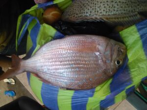 Un poisson frais entouré de divers condiments typiques, représentant la richesse de la cuisine africaine.