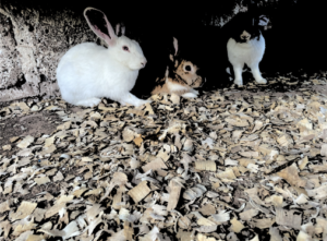 Trois lapins sont blottis sous une table, à l’abri.