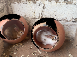 Deux lapins dans une cage fabriquée en poterie traditionnelle.