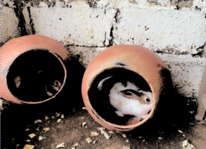 Deux lapins installés dans une cage en poterie, typique des constructions traditionnelles.