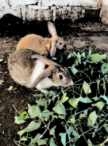 Deux lapins broutent de l'herbe fraîche dans une ferme.
