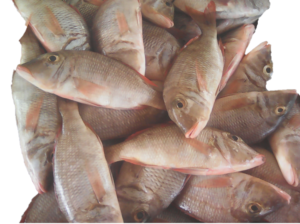 Un amas de poissons encore frais, tout juste sortis de l’eau.