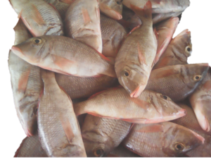 Un tas de poissons fraîchement sortis de l’eau, encore brillants et humides.