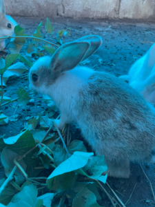 Un lapin mange de l’herbe fraîche dans un environnement naturel africain.