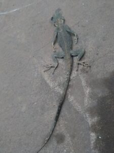Un petit lézard sans vie allongé sur le sol.