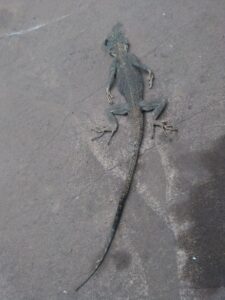 Un lézard mort allongé sur le sol, dans un environnement extérieur.