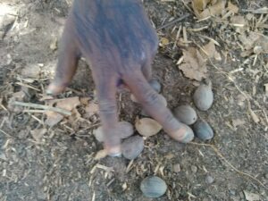 Les mains d’un enfant africain manipulant des graines de palmier, posées sur le sol.
