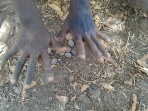 Les mains d’un enfant africain posées sur le sol, manipulant des noix de palmier.