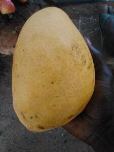 "Une grosse mangue mûre, prête à être dégustée."