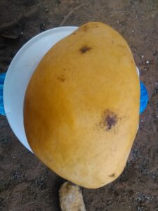 "Une mangue mûre, prête à être dégustée."