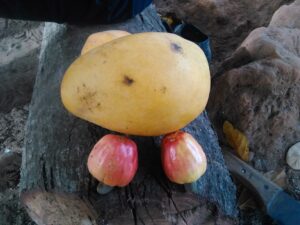 "Une grosse mangue mûre accompagnée de noix de cajou."