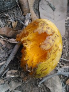 Une mangue tombée au sol, partiellement dévorée par des oiseaux, montrant l'interaction de la faune avec les fruits tombés des arbres.
