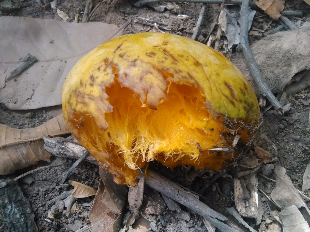 "Une mangue mûre sur le sol, picorée par un oiseau."
