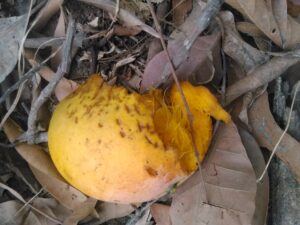 "Une mangue mûre tombée sur le sol, picorée par un oiseau."