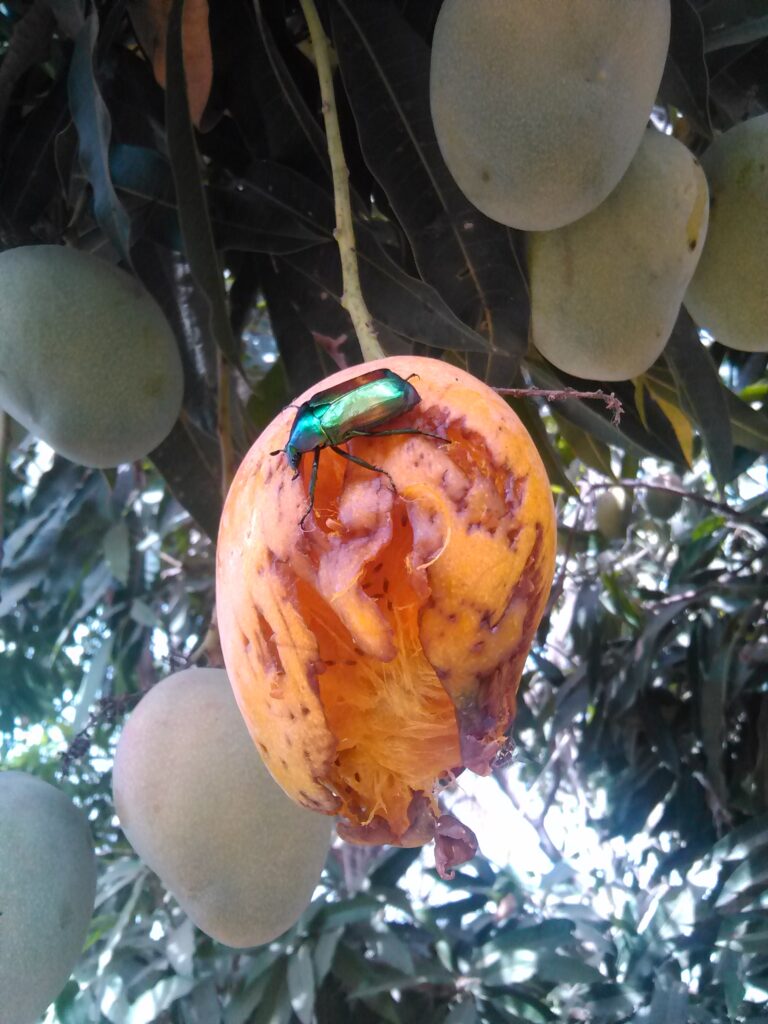 "Une mangue mûre sur un manguier, où des oiseaux picorent et un insecte est posé dessus."