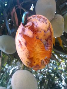 ne mangue mûre suspendue à un manguier, partiellement dévorée par des oiseaux, avec un insecte posé sur le fruit, illustrant l'interaction entre la faune et les fruits.