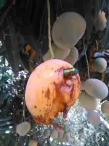"Une mangue mûre sur un manguier, picorée par des oiseaux, avec un insecte se trouvant dessus."
