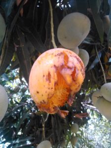 Une mangue mûre suspendue à un manguier, partiellement dévorée par des oiseaux, symbolisant le partage de la nature.