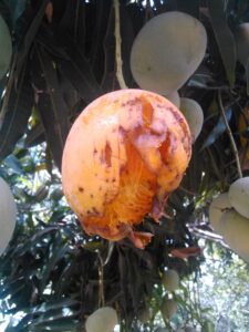"Une mangue mûre sur un manguier, tandis que des oiseaux viennent la picorer."