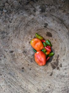 "Mortier en bois contenant des petits piments rouges et un pilon, prêts à être réduits en pâte."