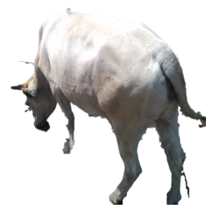 Une vache paisible, debout dans un espace ouvert, typique d’un élevage traditionnel.