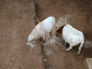 Deux moutons blancs se tiennent côte à côte dans un cadre rural.