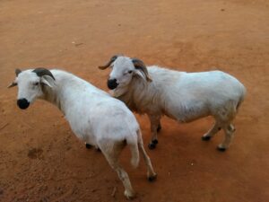Deux moutons au pelage blanc se tiennent côte à côte dans un espace ouvert.