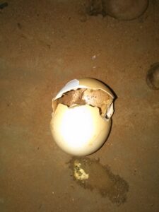 Un œuf éclos montrant un poussin dans une ferme en Afrique.