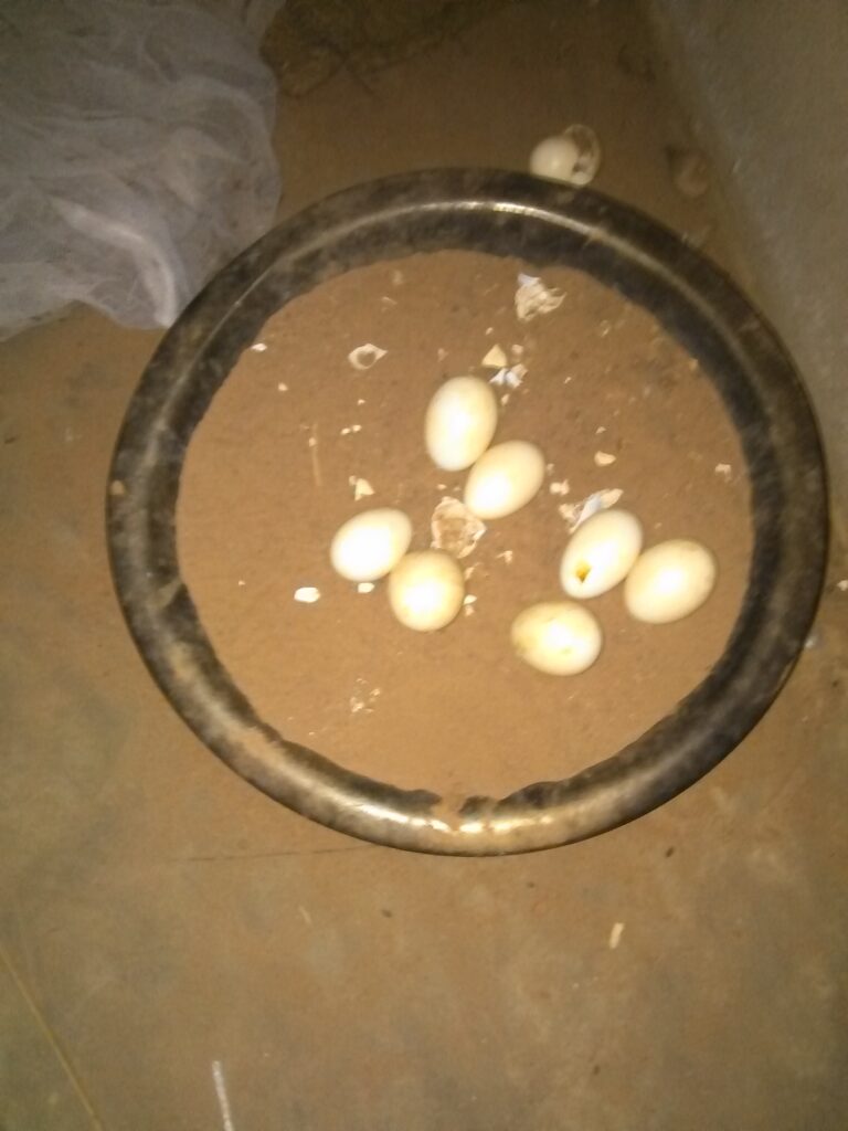 Œufs récemment pondus par une poule dans une exploitation agricole en Afrique.