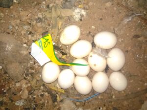Œufs pondus par une poule dans une ferme en Afrique.