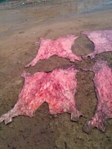Plusieurs peaux de vache prêtes à être traitées ou utilisées pour la fabrication de cuir.