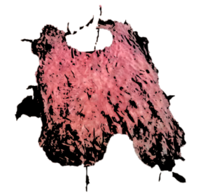 Peau de vache exposée, prête à être traitée ou transformée.