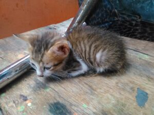 Un petit chaton, avec un pelage doux et des yeux curieux, explorant son environnement.