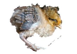 Un poussin affaibli, recroquevillé sur lui-même, semblant malade.