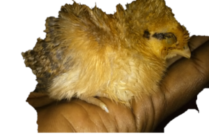 Un poussin jaune reposant paisiblement dans la paume d'une main.