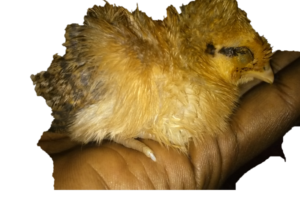 Un poussin jaune repose dans la paume d’une main humaine.
