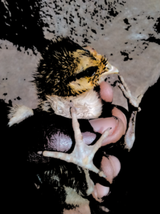 Un petit poussin jaune repose dans la main ouverte d’une personne.