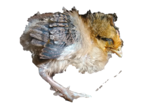 Un petit poussin semble malade, couché et immobile dans un coin.