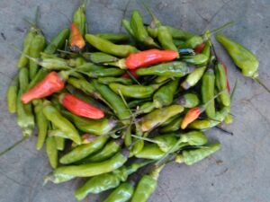 Des petits piments frais tenus dans une main, représentant l'intensité des épices dans la cuisine africaine.