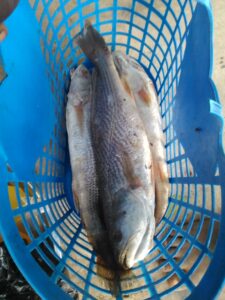 Un gros poisson fraîchement pêché est posé dans un panier utilisé par une ménagère.