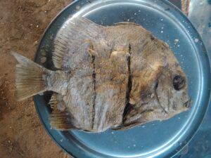 Poissons séchés exposés au soleil, une méthode artisanale de conservation courante dans plusieurs régions d'Afrique.