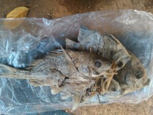 Poissons séchés disposés au soleil, méthode traditionnelle de conservation alimentaire en Afrique.