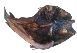 Un gros poisson séché, soigneusement préparé et exposé au soleil, méthode de conservation courante en Afrique.